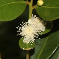 Psidium cattleyanum Sabine